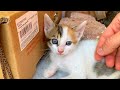 Kittens playing with high energy have a lot of fun