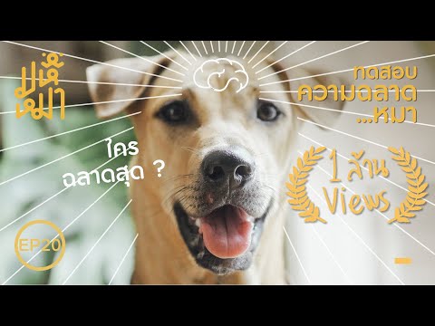 วีดีโอ: สุนัขของฉันฉลาดแค่ไหน? การทดสอบ IQ ของสุนัขของฉัน