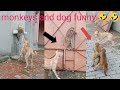 Part 1and 2 Dog Vs Monkeys Funny Fight Viralvideo Video Part 1and 2 Dog Vs Monkeys Funny Fight Viralvideo Video