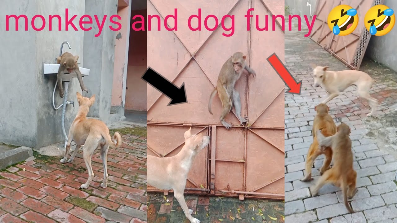 Part 1and 2 🤣🤣dog vs monkeys funny 🐒🐒💪🦮fight