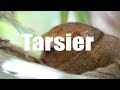 Tarsier conservation center, Bohol, Philippines  | Canon HD | Virtual Trip