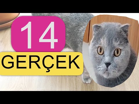 Video: Neden Calico Kedileri Her Zaman Dişidir?