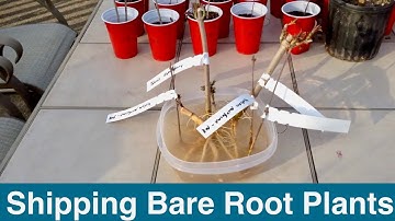 Shipping Bare Root Plants