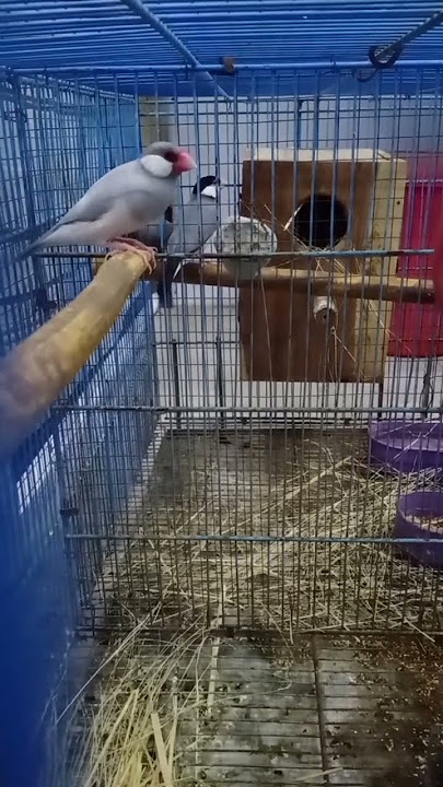 Java Sparrow Singing....😍 Beautiful Voice #bird #handtame #budgielove #lovebird #parrot #tamed #pet