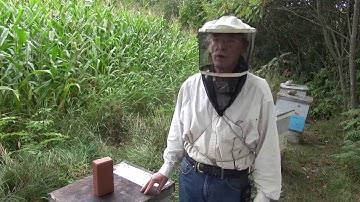 Michael Palmer - Importance of Getting Stung