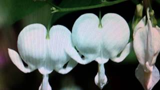 ลาวดวงดอกไม้  LaoDoungDokMai(Thai Song)