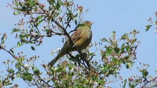 Strnad zahradní, Emberiza hortulana, Ortolan Bunting