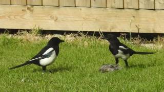 Sparrowhawk v Magpies v Thrush.