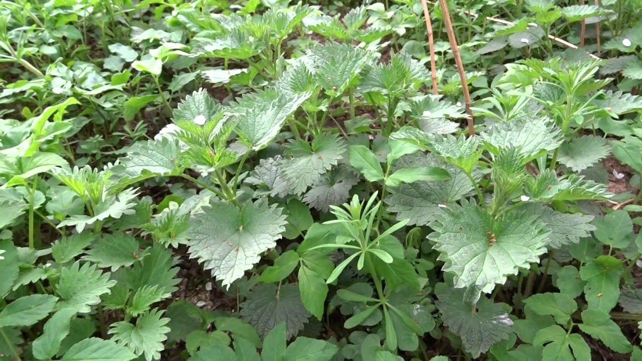 Die Lounge in der Wildpflaume