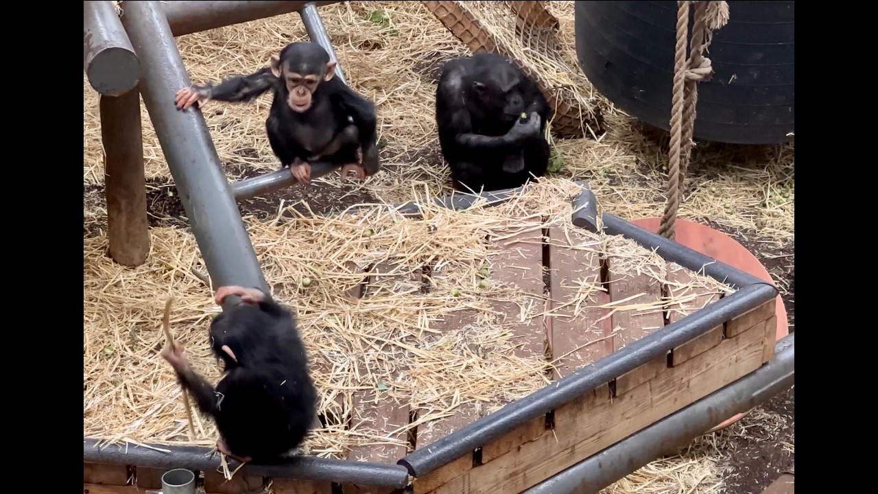 Meet this beautiful chimpanzee Family and the two adorable babies ❤️ 🐒