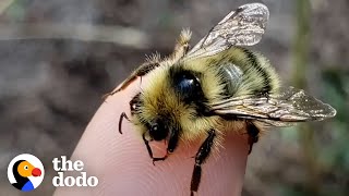 Couple Has Saved 90 Million Bees (And Gotten Thousands Of Stings!) | The Dodo Heroes