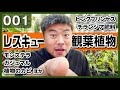 【レスキュー観葉植物】植物お悩み相談　ビカクシダ褐斑細菌病、ガジュマルの用土