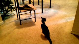 Tiency Thinks The Hair Clippers Isare The Chair.