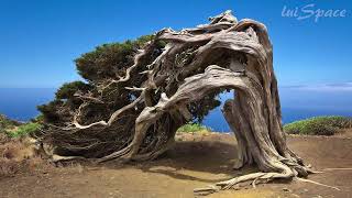 Los Árboles Más Extraños Del Mundo