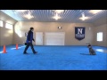 Blu'Bell (Australian Cattle Dog) Dog Training Video Blu'Bell (Australian Cattle Dog) Dog Training Video