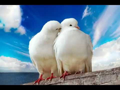 نغمه حزينه غاز