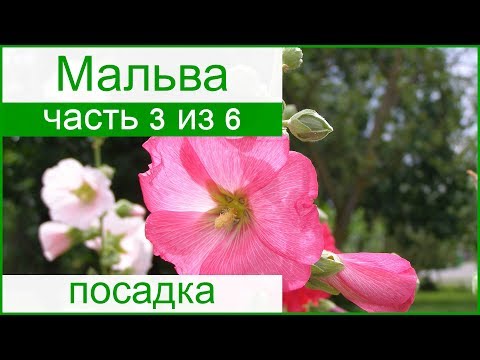 Посадка мальвы в открытый грунт как и когда сажать мальву