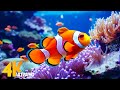 Aquarium 4K VIDEO (ULTRA HD) - Beautiful Coral Reef Fish - Sleep Relaxing Meditation Music #5