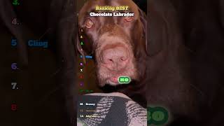 Chocolate Labrador #shorts