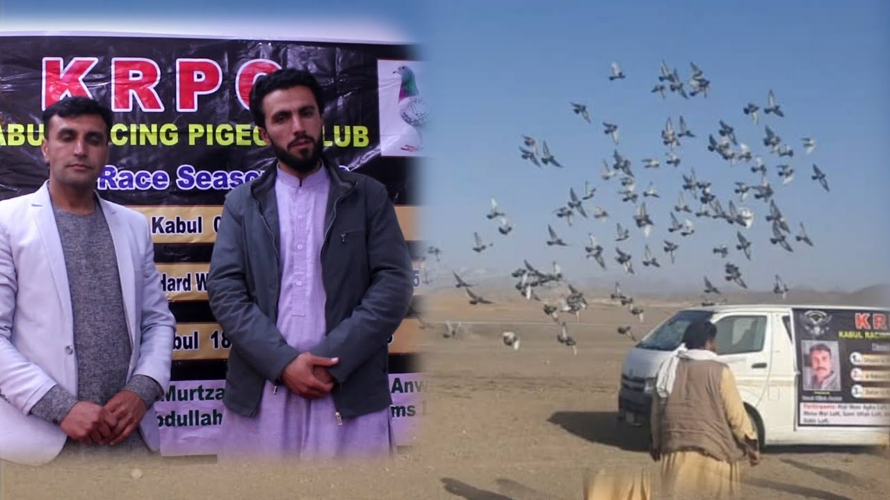 Kabul racing pigeons club رها سازی 111 کفتر مسابقه ای از  ولایت غزنی