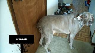 Funny Weimaraner Compilation!