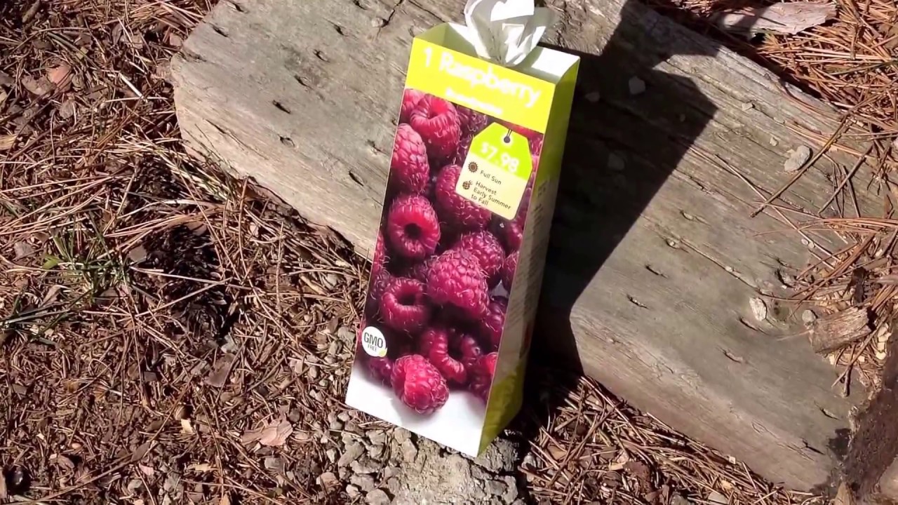 Saturday Projects™ Landscape Starting a Raspberry patch with a