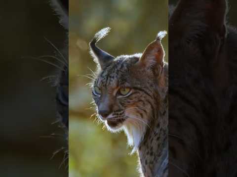 Пиренейская рысь.дикий рай животных. #nationalgeographic #кино #животные #фильм #рысь