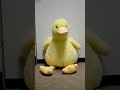 Umm Mr. Ducky?... #backrooms