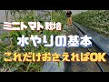 【はじめてのミニトマト栽培】水やりの基礎知識【家庭菜園】