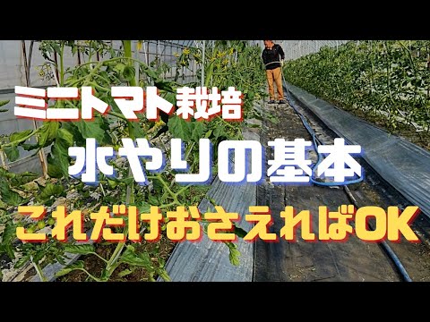 【はじめてのミニトマト栽培】水やりの基礎知識【家庭菜園】