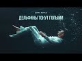 Дима Корсо - Дельфины тонут голыми (Official video) / Премьера клипа 2021