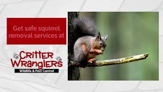 Squirrel Removal Louisville  Pest Control & Attic Repair