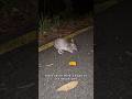 I WAS BEING FOLLOWED BY THIS ANIMAL AT NIGHT! #shorts thumbnail