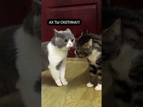 Очень Смешные коты😁😁ПРИКОЛЫ #shorts #приколы #смешныевидео #подборкаприколов
