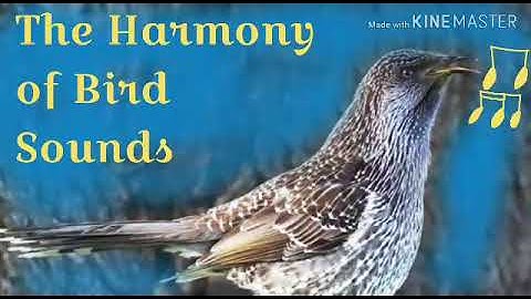 The Harmony of Bird Sounds - Bobolink (Dolichonyx oryzivorus)