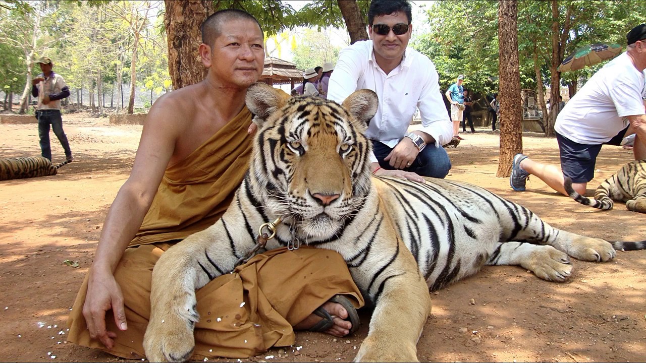 Real tigers in tiger temple kanchanaburi, thailand - YouTube