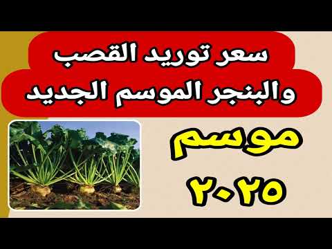 عاجل سعر توريد القصب والبنجر الموسم الجديد 2025 سعر ضمان البنجر