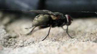 Diptera cleaning ovipositor.