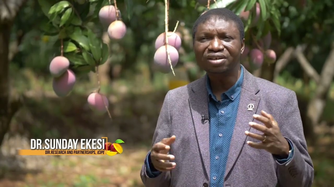 WCDI | Documentary on losses in the mango value chain in Kenya