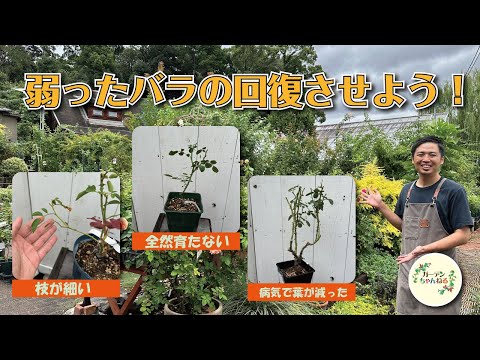 バラの成長を早くするコツ、私が実践した3つの方法