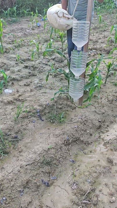 Garrafa DIY, fertilize sem dobrar, alimentação precisa da raiz, conveniente para o campo!