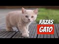 TODAS LAS RAZAS DE GATO DEL MUNDO