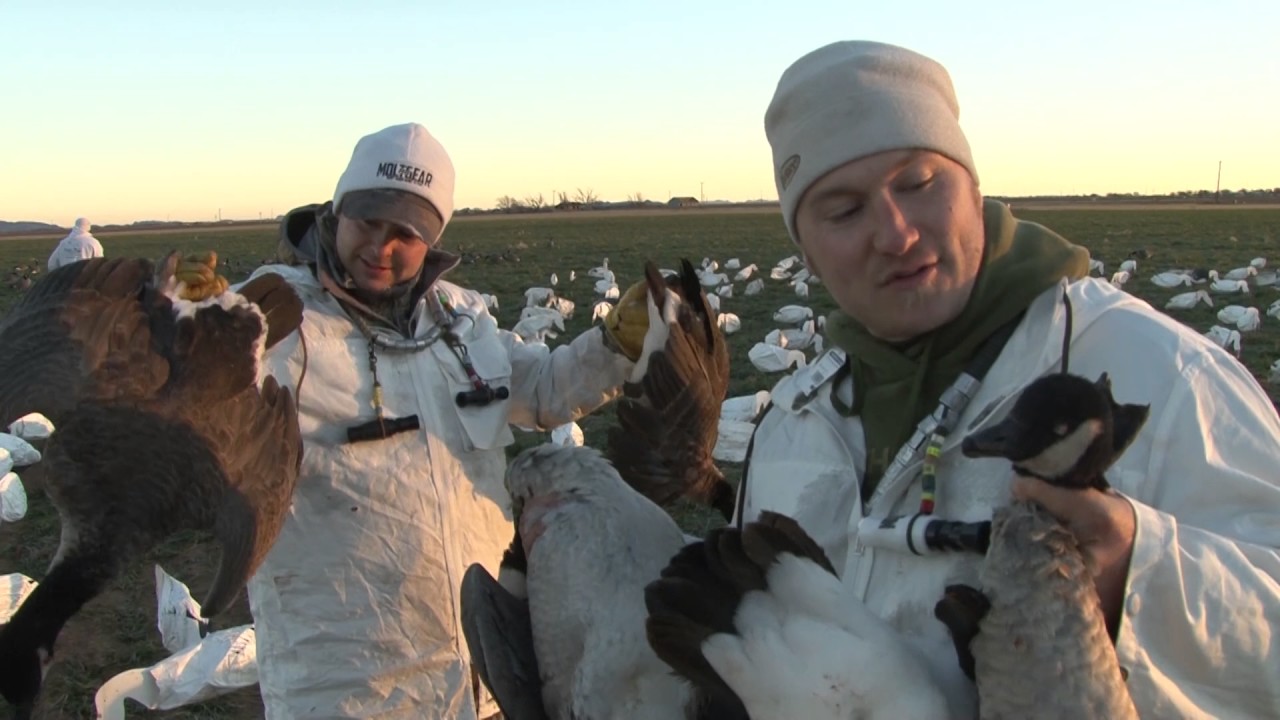 Goose Hunting - SO MANY DEAD GEESE! Oklahoma Cacklers.