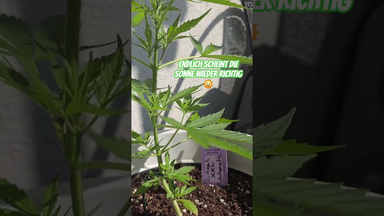 Day 36 Critical XXL Automatic 