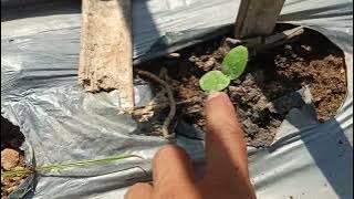 PLANT LOA YIN ME 03 MELON FROM MALAYSIA #melon #farming