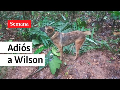 Mala noticia: Fuerzas Militares reconocen que es imposible encontrar a Wilson