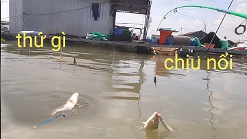 Câu cá sông tiền,giao lưu với cần thủ lên toàn hugo