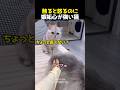 触ると怒るのに嫉妬心が強い猫