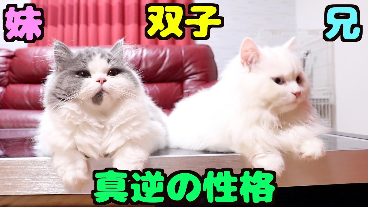 双子の子猫の性格が真逆 育て方で猫の性格が決まるのは嘘 Youtube