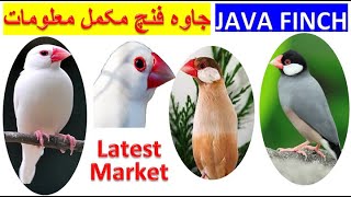 Java Birds Business | Java Finch Colony Cage Setup | Beautiful Bird | Java Sparrow Latest Market